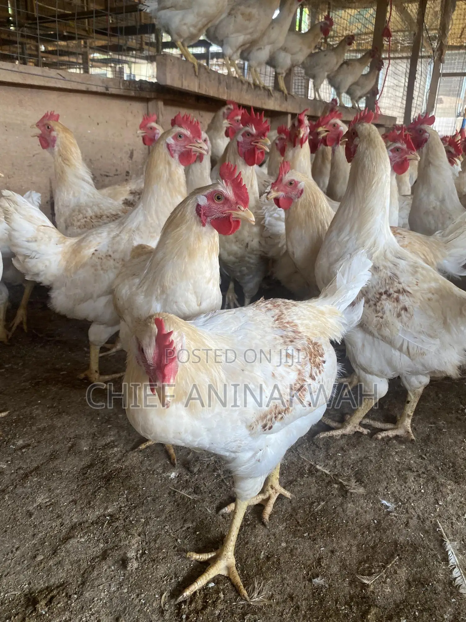 Live Birds(Cocks)