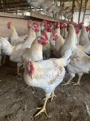 Live Birds(Cocks)