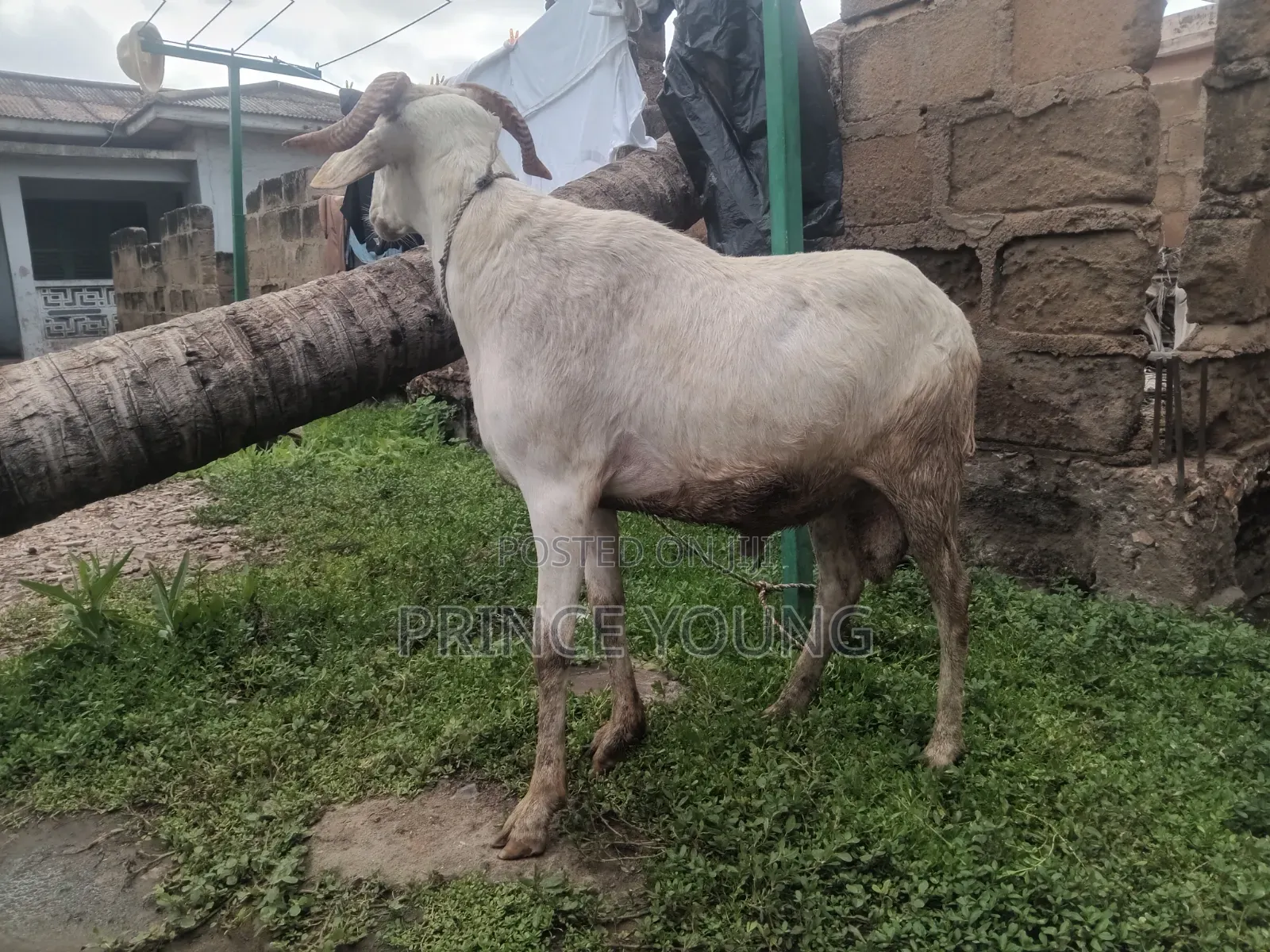 Healthy Ram