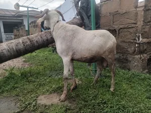 Healthy Ram