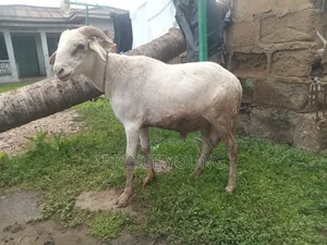 Healthy Ram