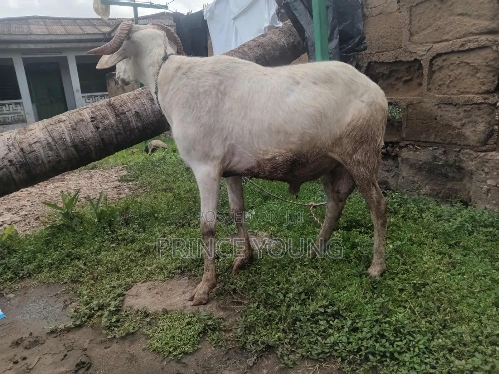 Healthy Ram