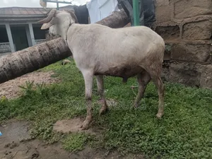 Healthy Ram