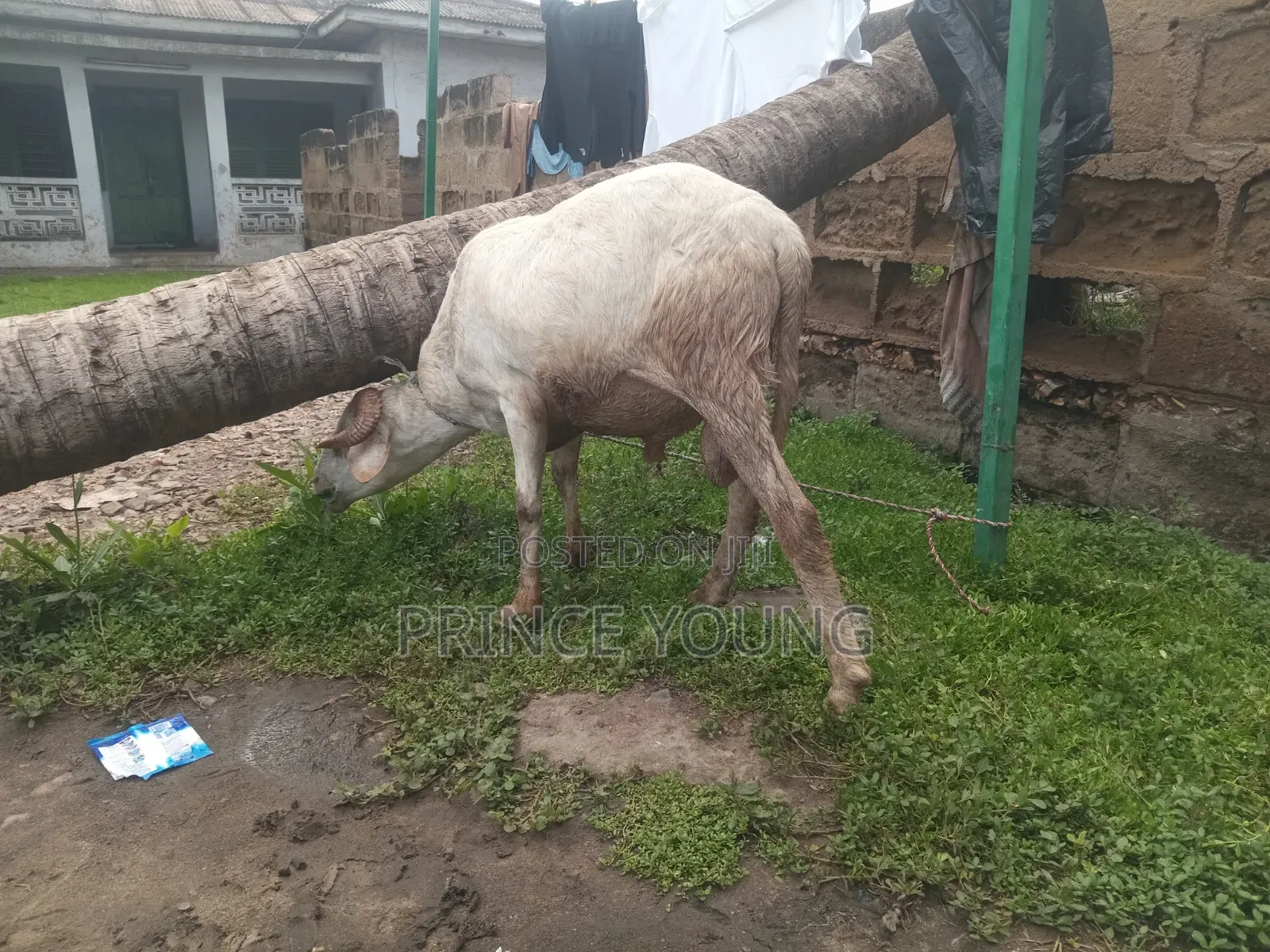 Healthy Ram