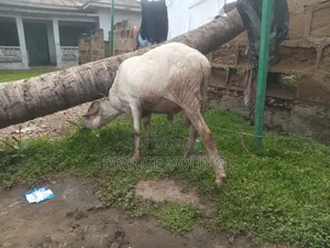 Healthy Ram