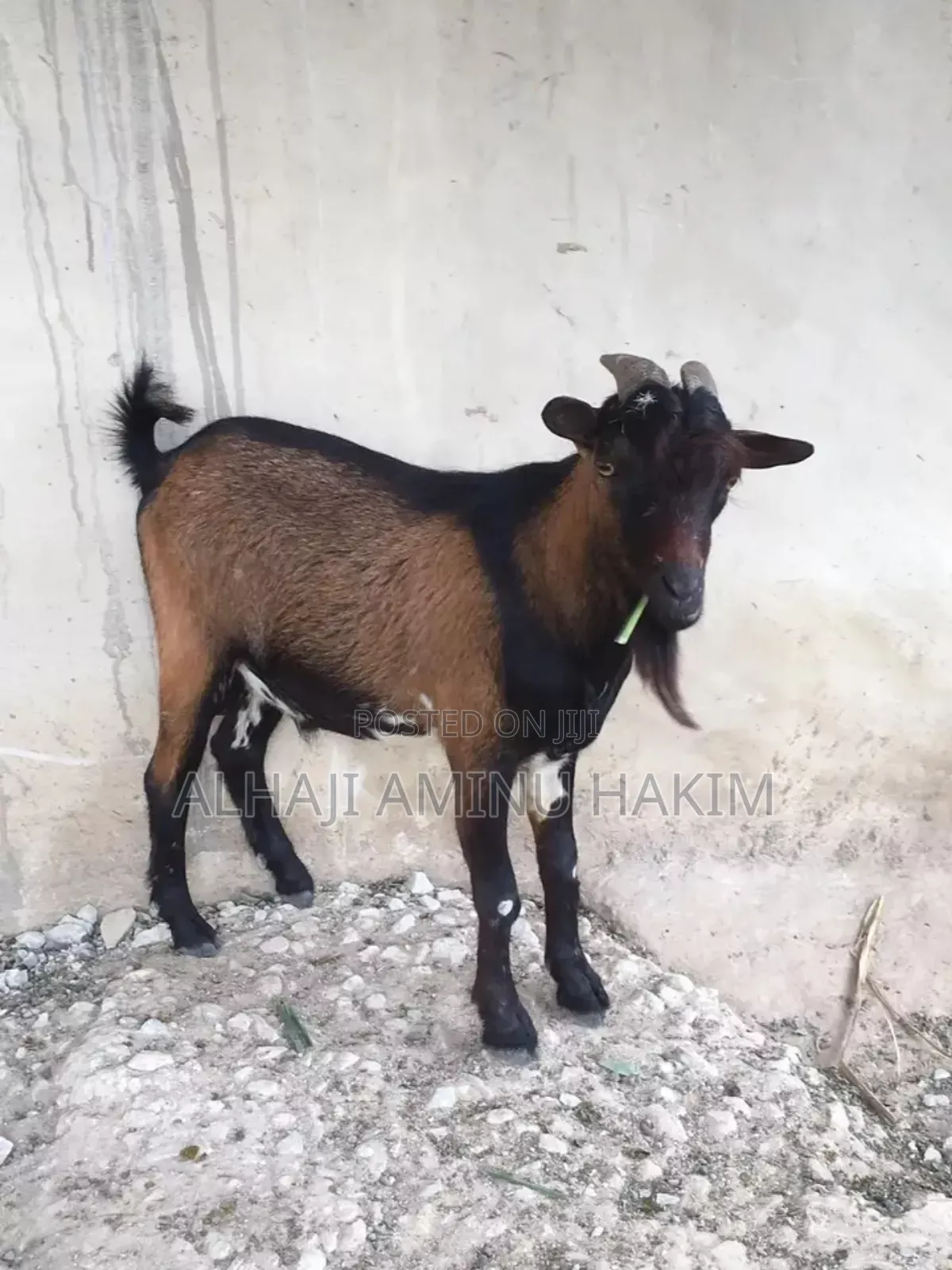 Nice and Healthy Goat