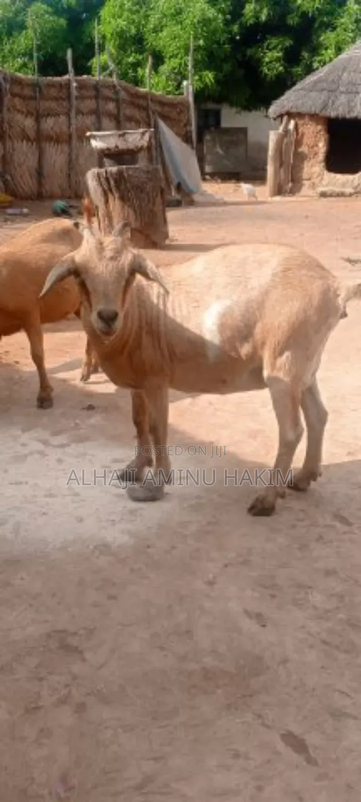 A Healthy Goat