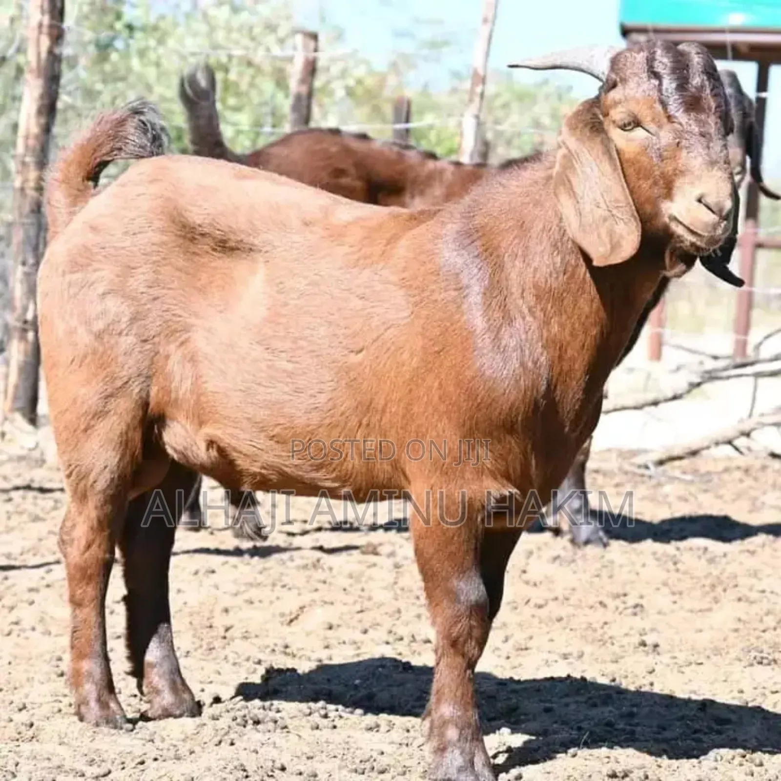 A Healthy Goat