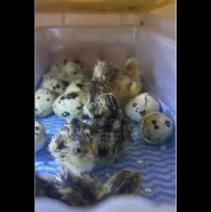 Quail Day Old