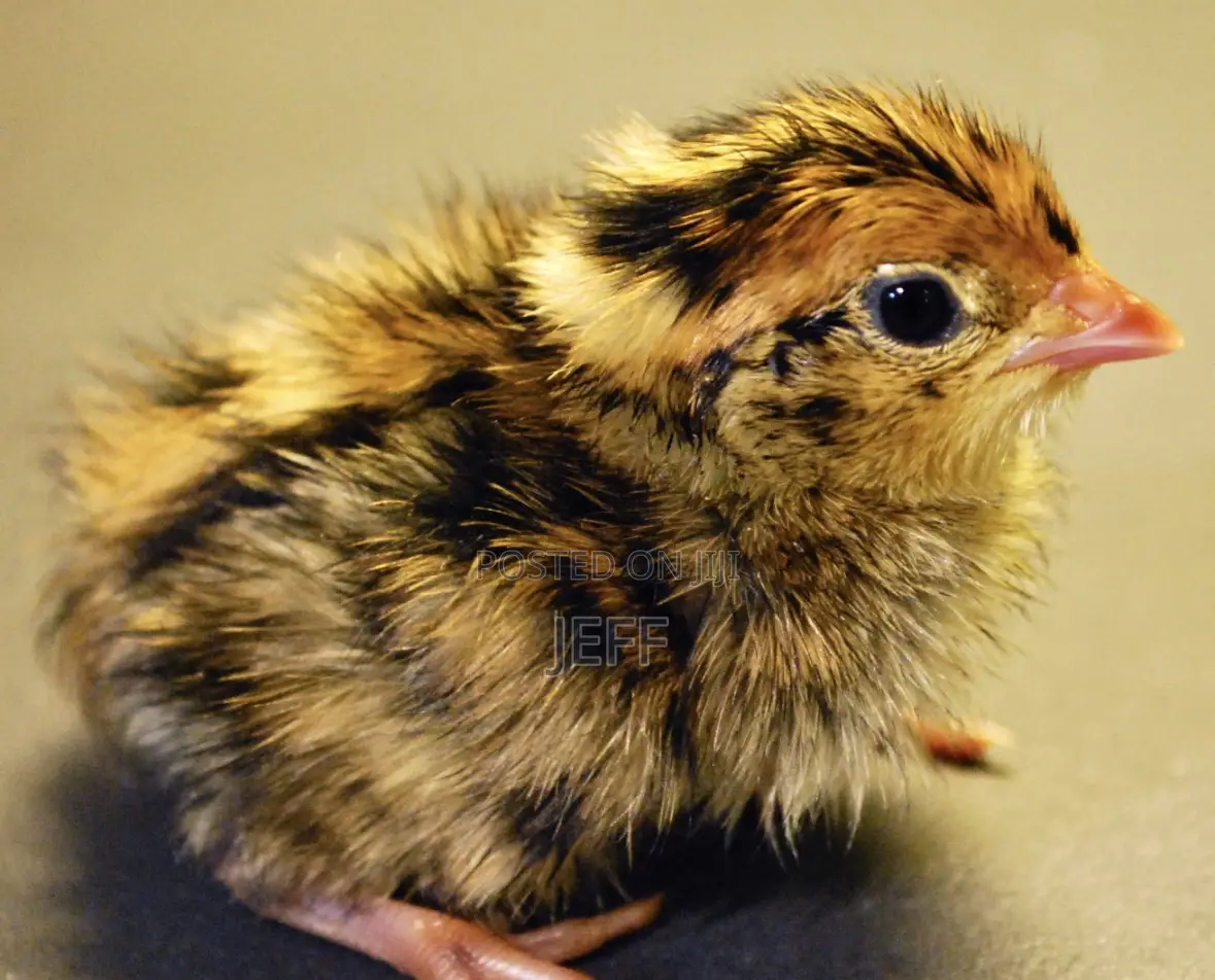 Quail Day Old