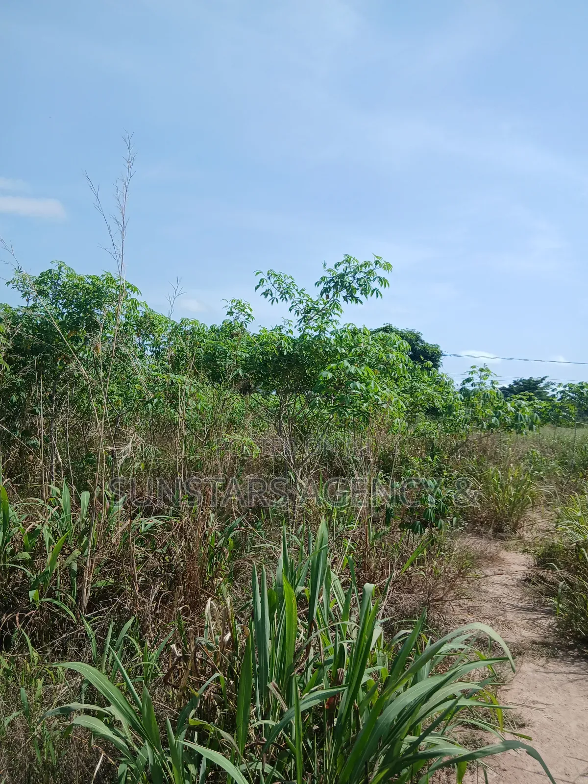 Acre Of Fertile Farm Land In Hohoe For Sale