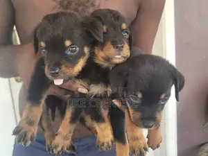 1-3 months Female Purebred Rottweiler