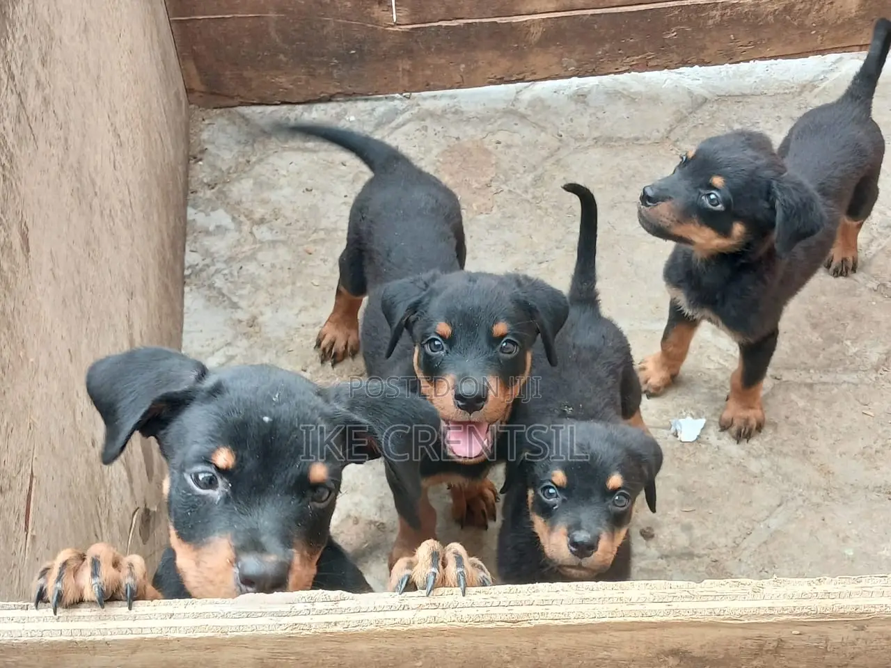 1-3 months Female Purebred Rottweiler