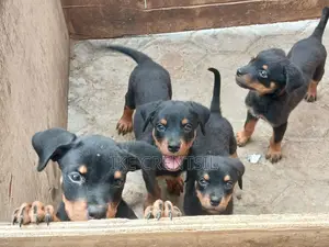 1-3 months Female Purebred Rottweiler