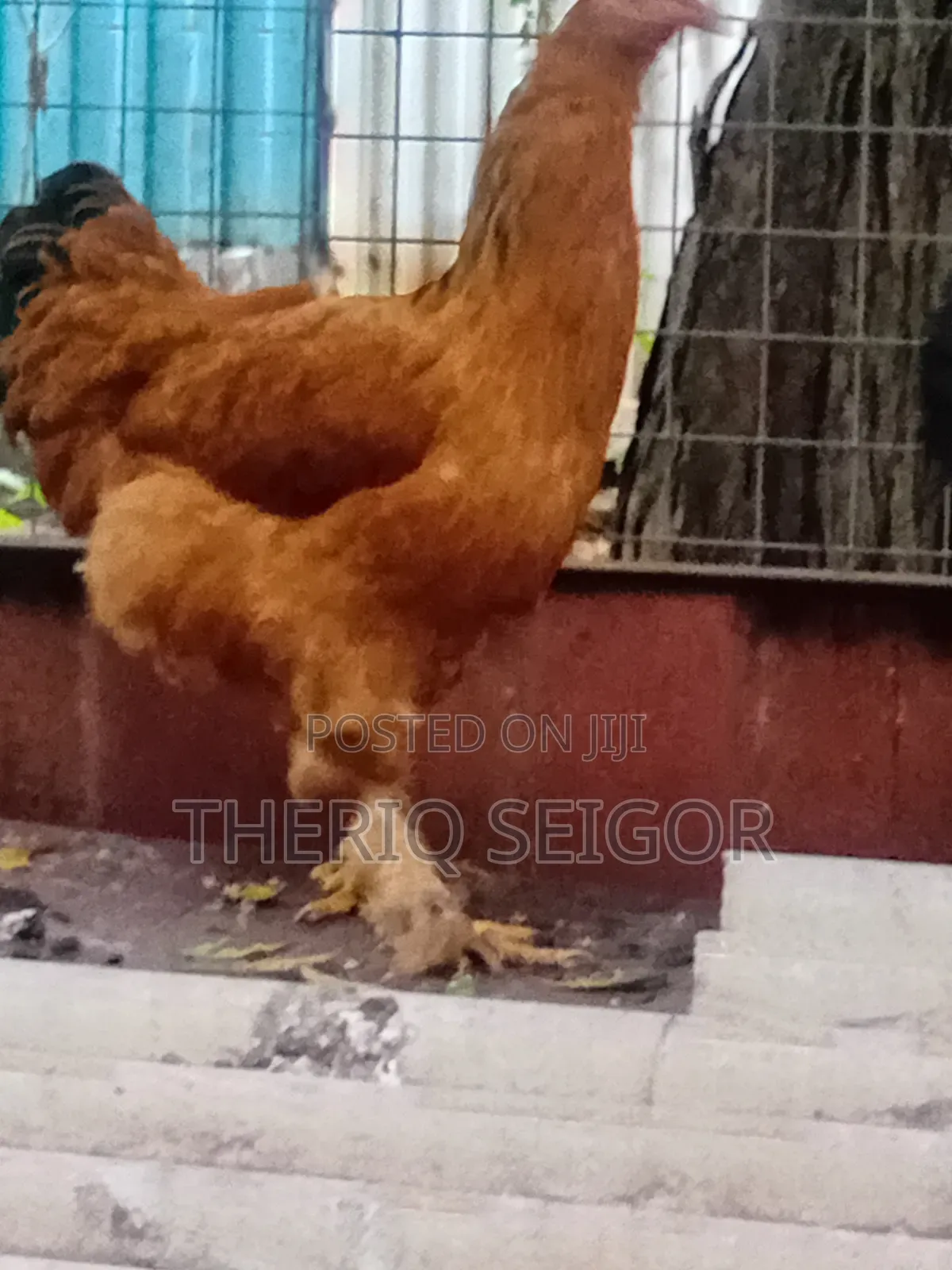 Fowls for Sale - Fulani, Local, Brahma