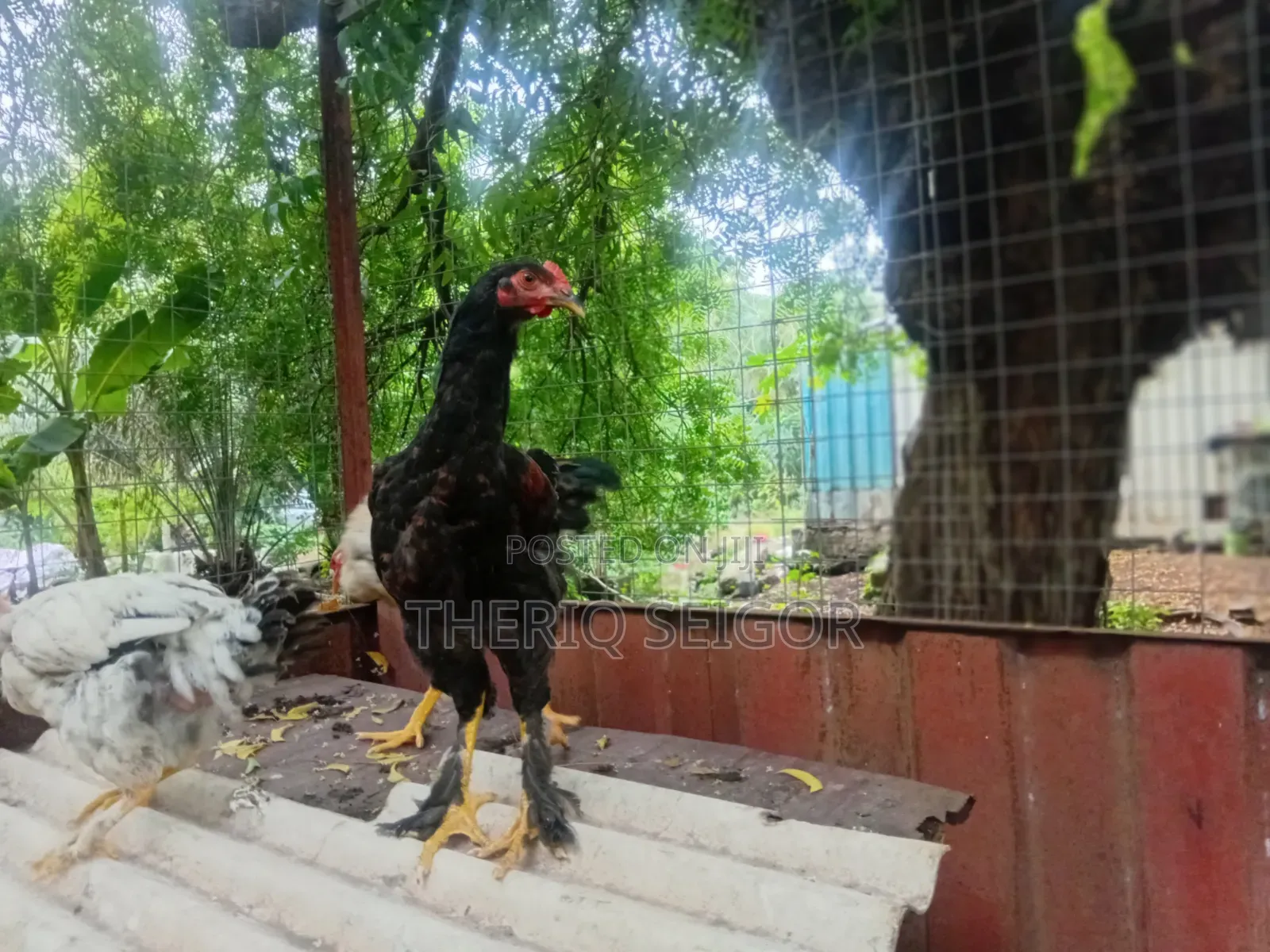 Fowls for Sale - Fulani, Local, Brahma