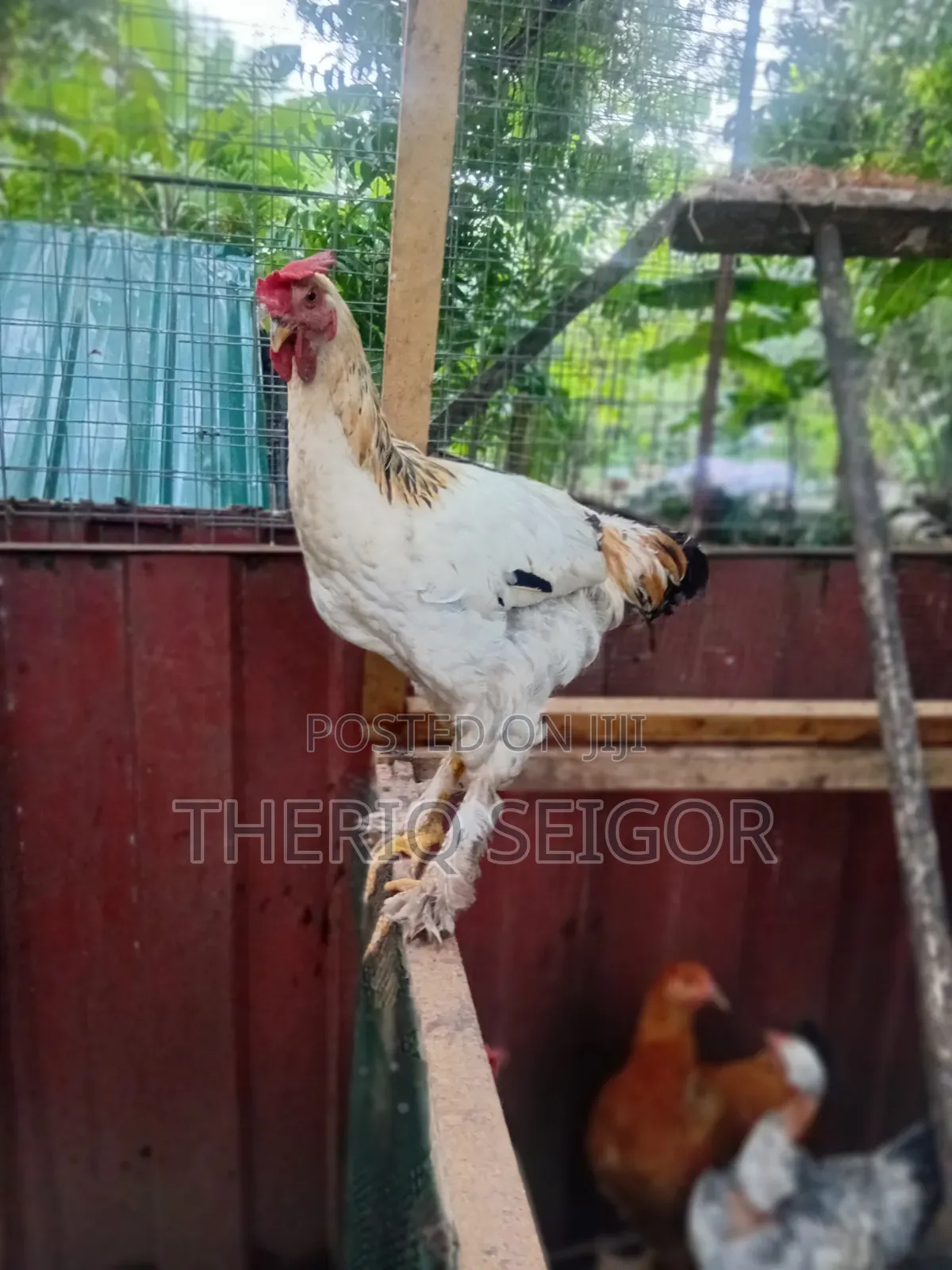 Fowls for Sale - Fulani, Local, Brahma