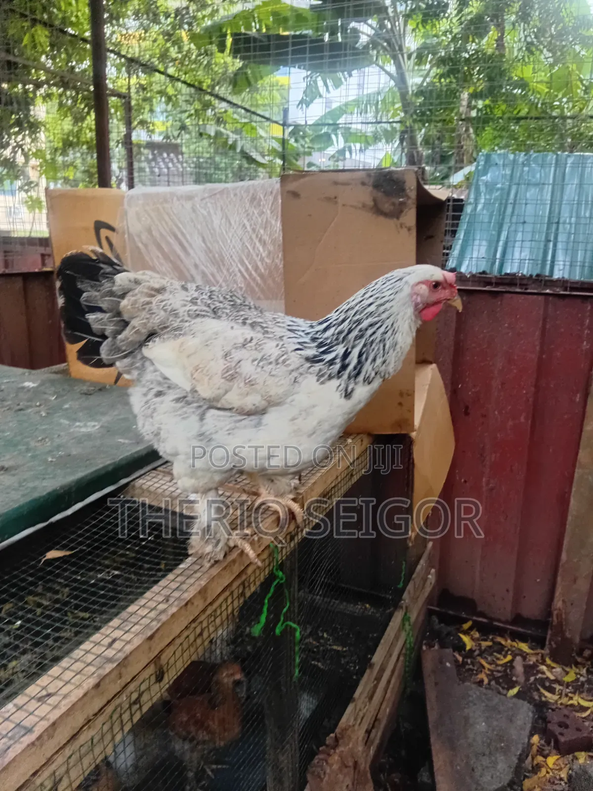 Fowls for Sale - Fulani, Local, Brahma