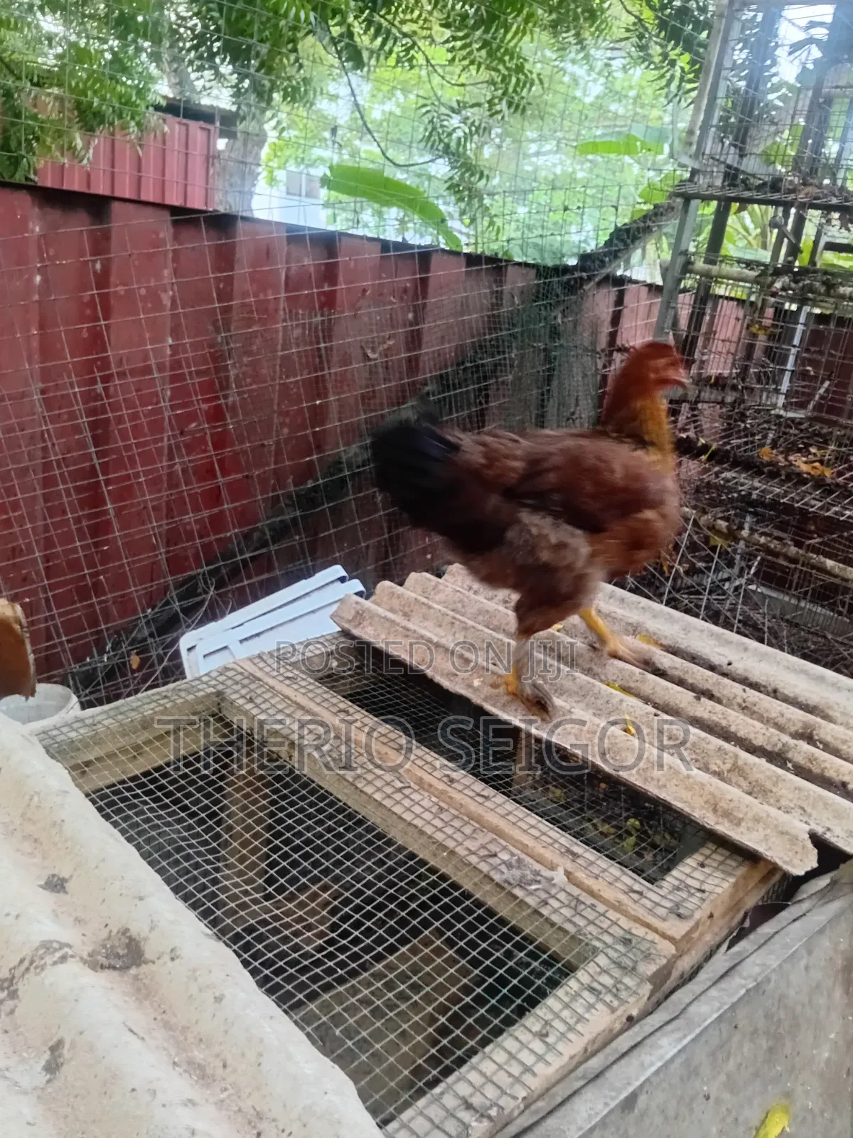 Fowls for Sale - Fulani, Local, Brahma