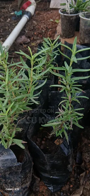 Organic Seeds and Seeding