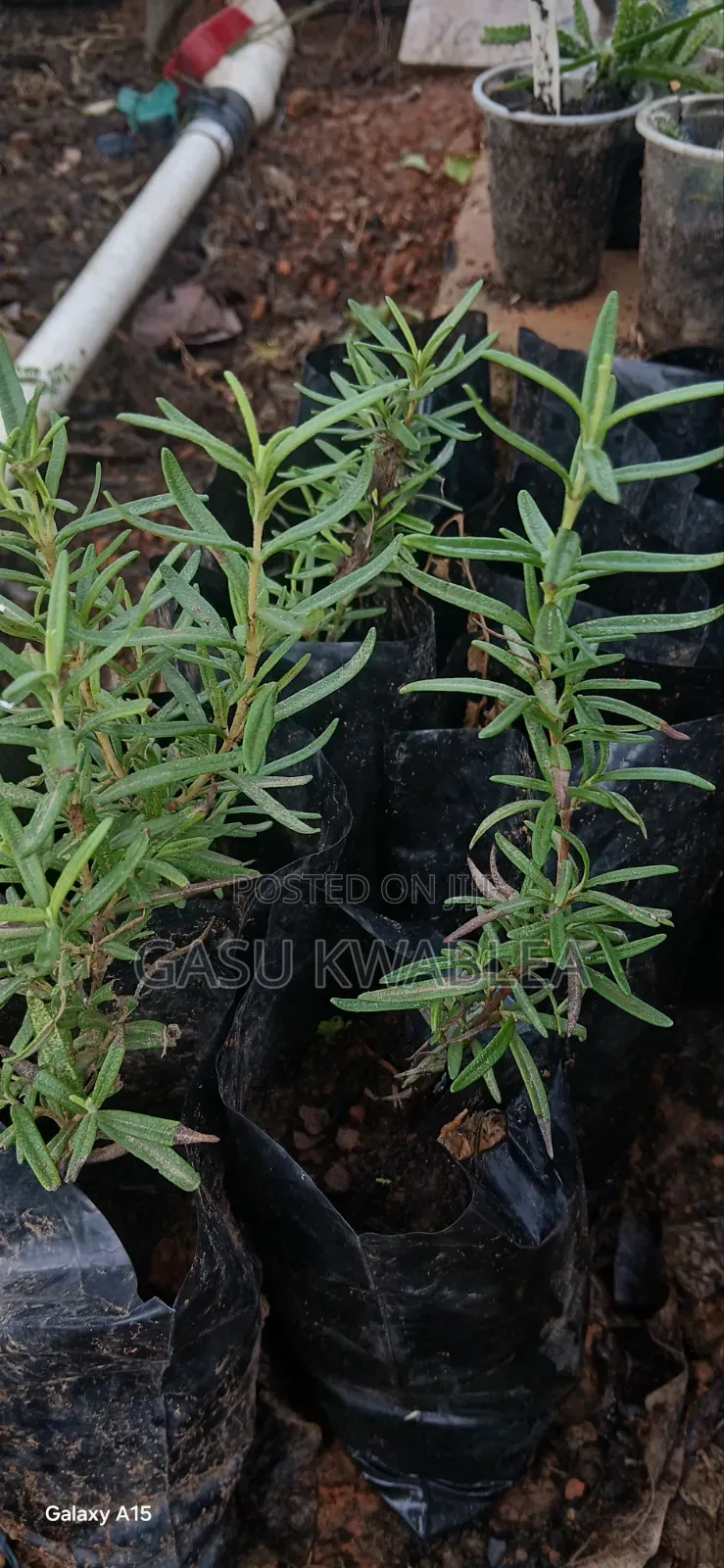 Organic Seeds and Seeding