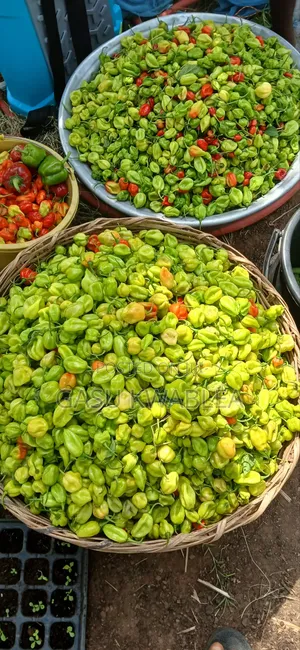 Organic Seeds and Seeding