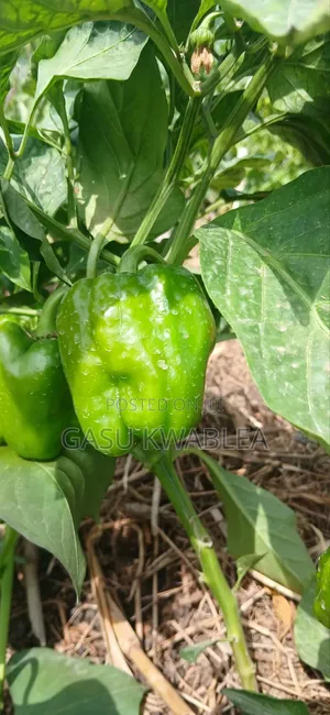 Organic Seeds and Seeding