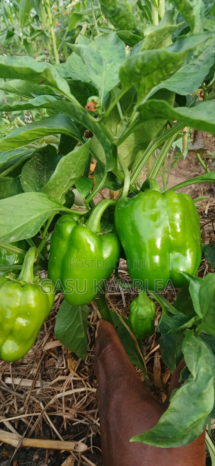 Organic Seeds and Seeding