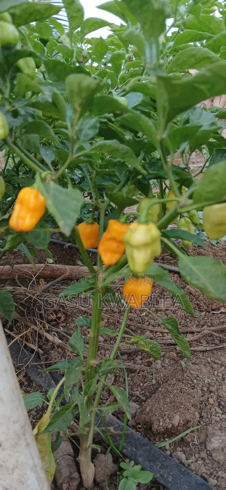 Organic Seeds and Seeding