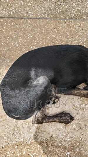 3-6 months Female Mixed Breed Dog
