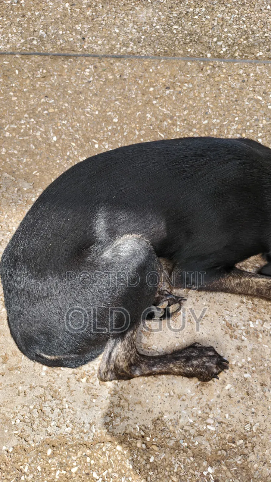 3-6 months Female Mixed Breed Dog
