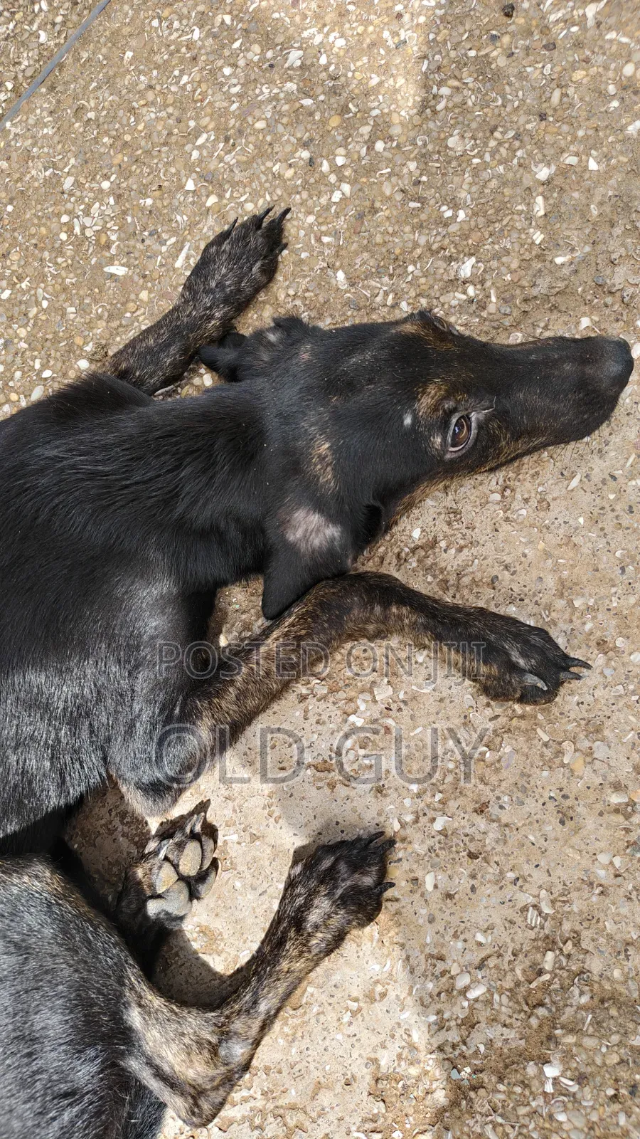 3-6 months Female Mixed Breed Dog