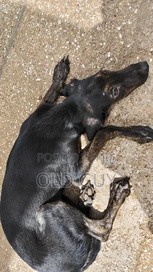 3-6 months Female Mixed Breed Dog