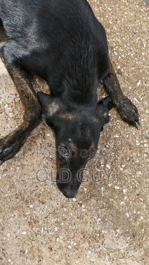 3-6 months Female Mixed Breed Dog