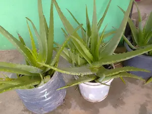 Miracle Aloe Plant