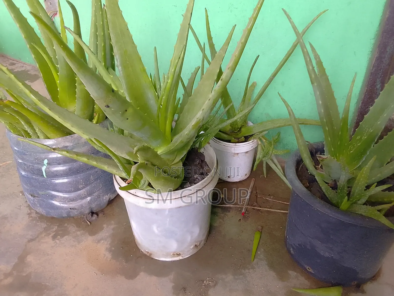 Miracle Aloe Plant