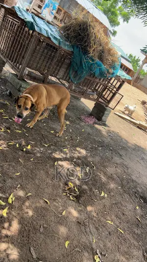 1+ year Female Mixed Breed Boerboel