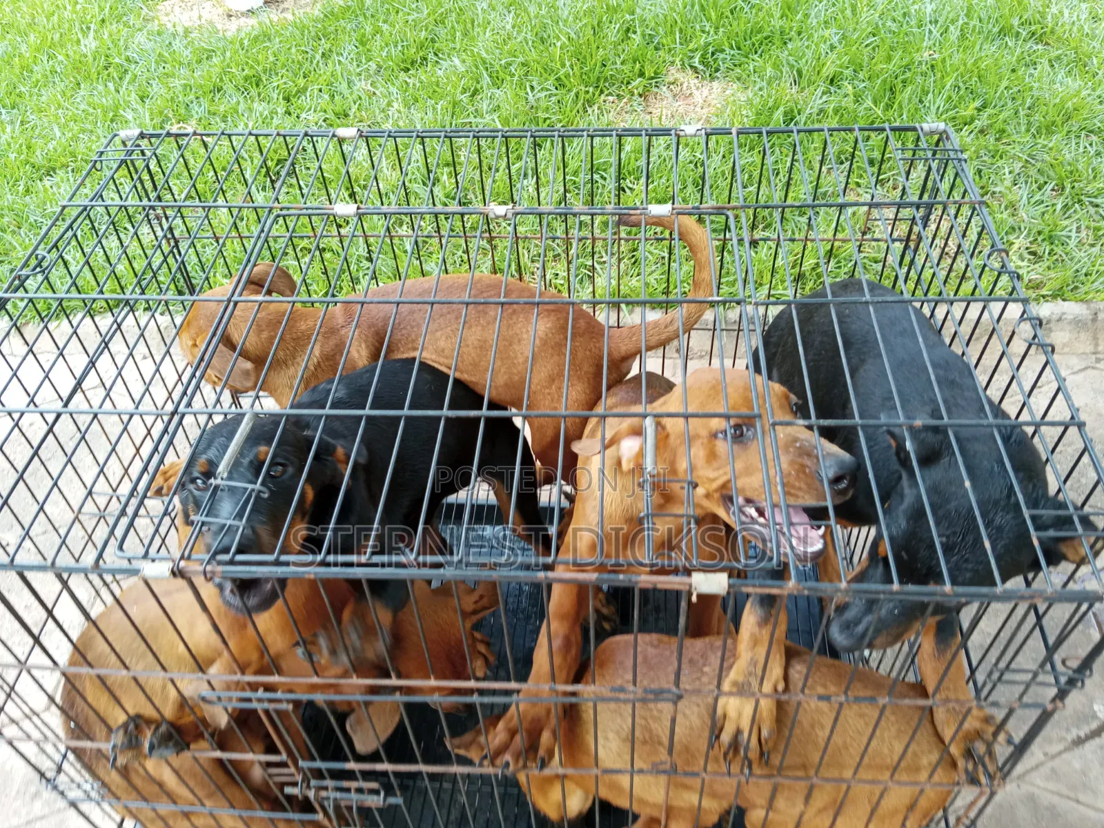 1-3 months Male Mixed Breed Doberman Pinscher