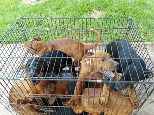 1-3 months Male Mixed Breed Doberman Pinscher