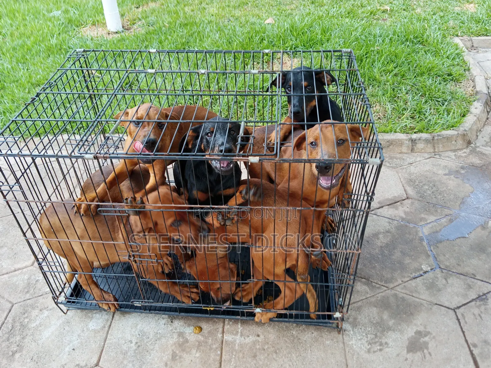 1-3 months Male Mixed Breed Doberman Pinscher
