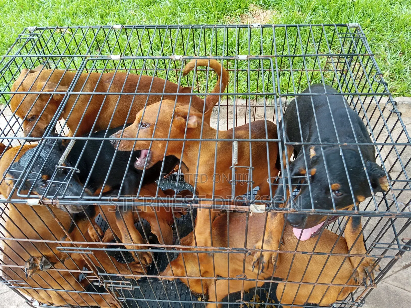 1-3 months Male Mixed Breed Doberman Pinscher