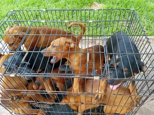 1-3 months Male Mixed Breed Doberman Pinscher