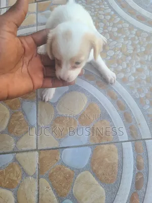 0-1 month Male Purebred Maltese