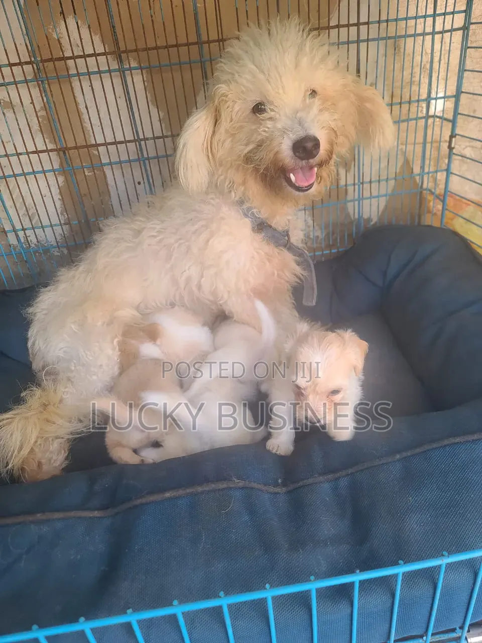 0-1 month Male Purebred Maltese