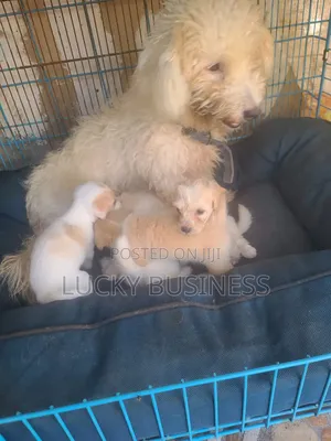 0-1 month Female Purebred Maltese