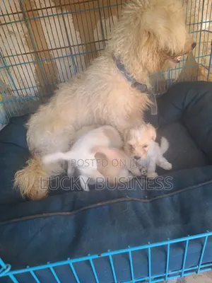 0-1 month Female Purebred Maltese