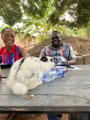 Rabbit Feed Training