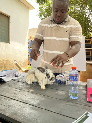 Rabbit Feed Training