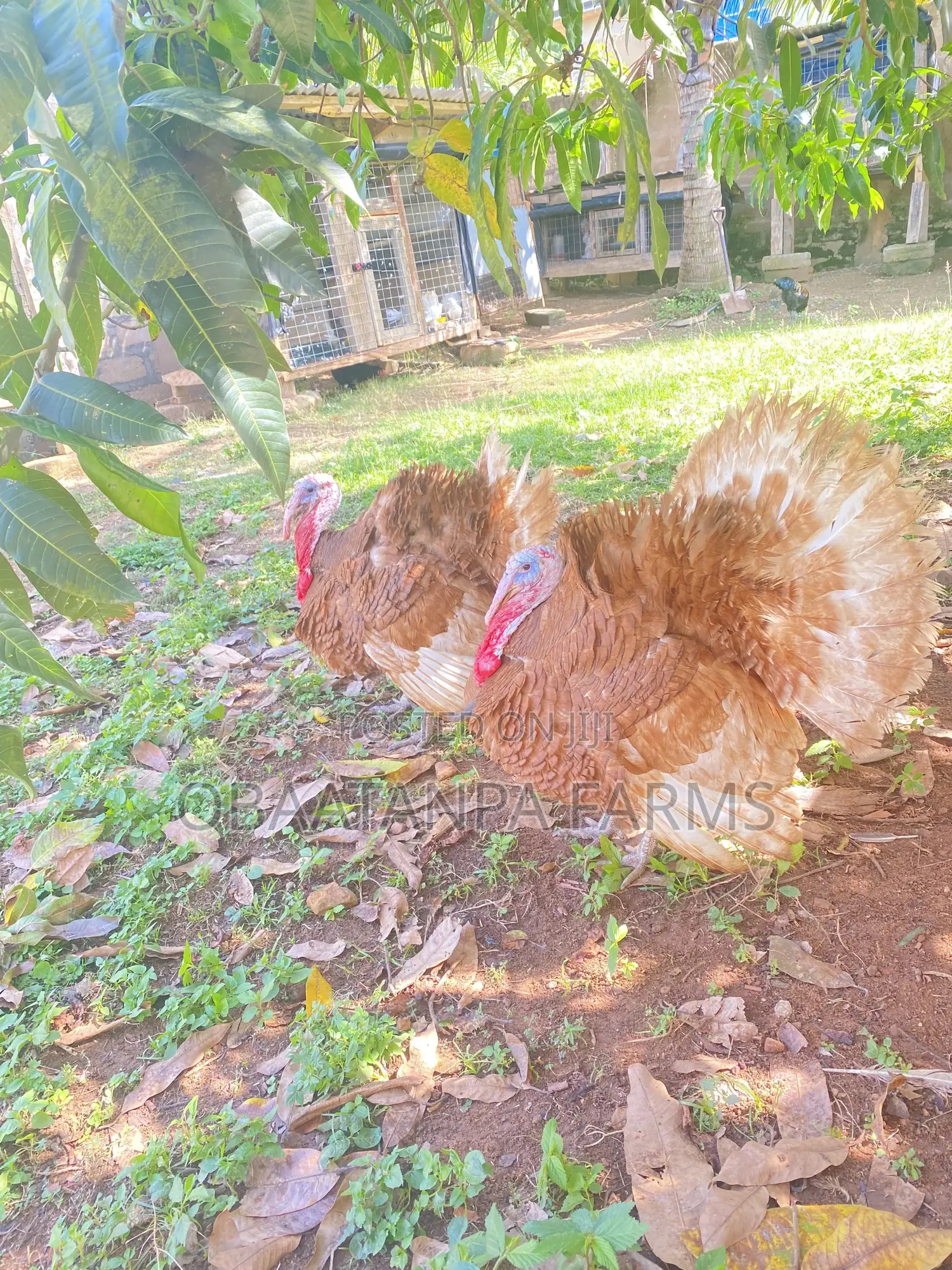 1 Months Old Bourbon Red Turkey