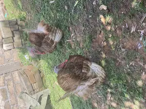 1 Months Old Bourbon Red Turkey